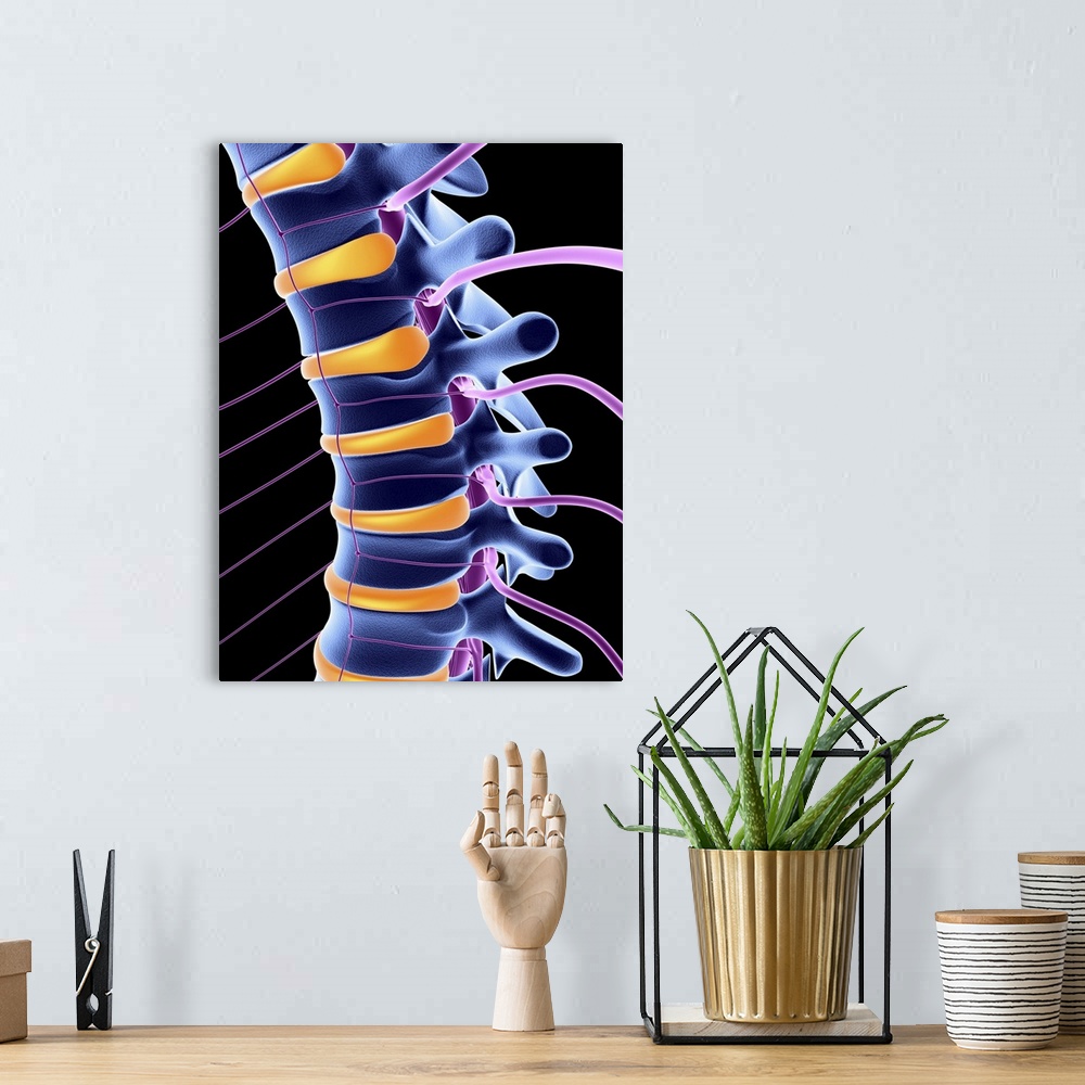 A bohemian room featuring Lower part of the human vertebral column (blue) showing the spinal nerves (mauve) and interverteb...