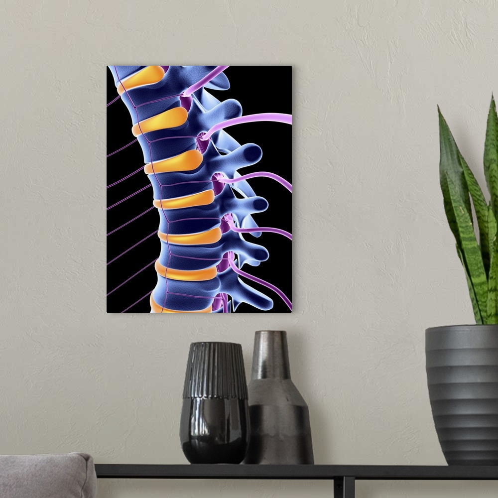 A modern room featuring Lower part of the human vertebral column (blue) showing the spinal nerves (mauve) and interverteb...