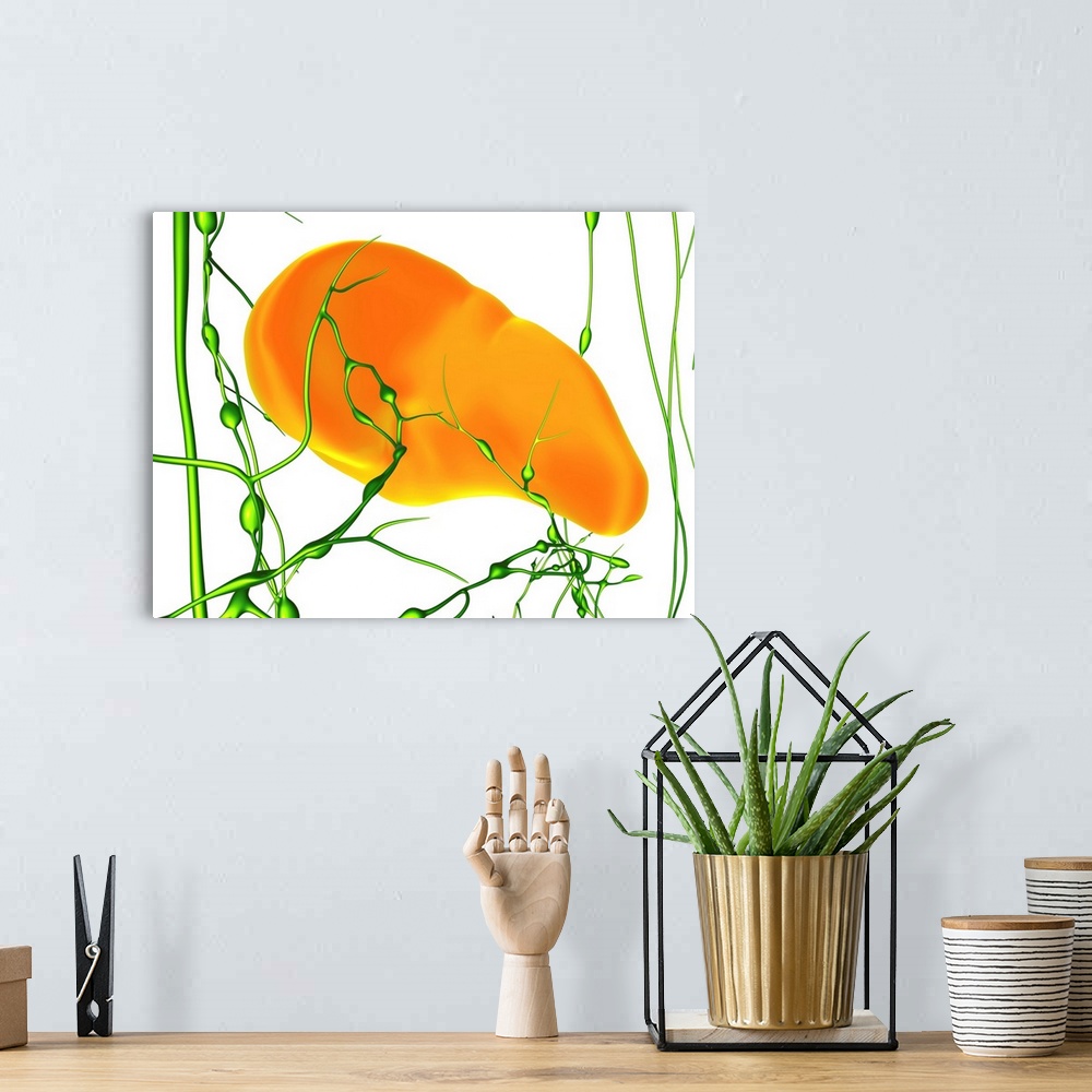 A bohemian room featuring Spleen and lymphatic network, computer artwork. Shown are the spleen (orange) and the surrounding...
