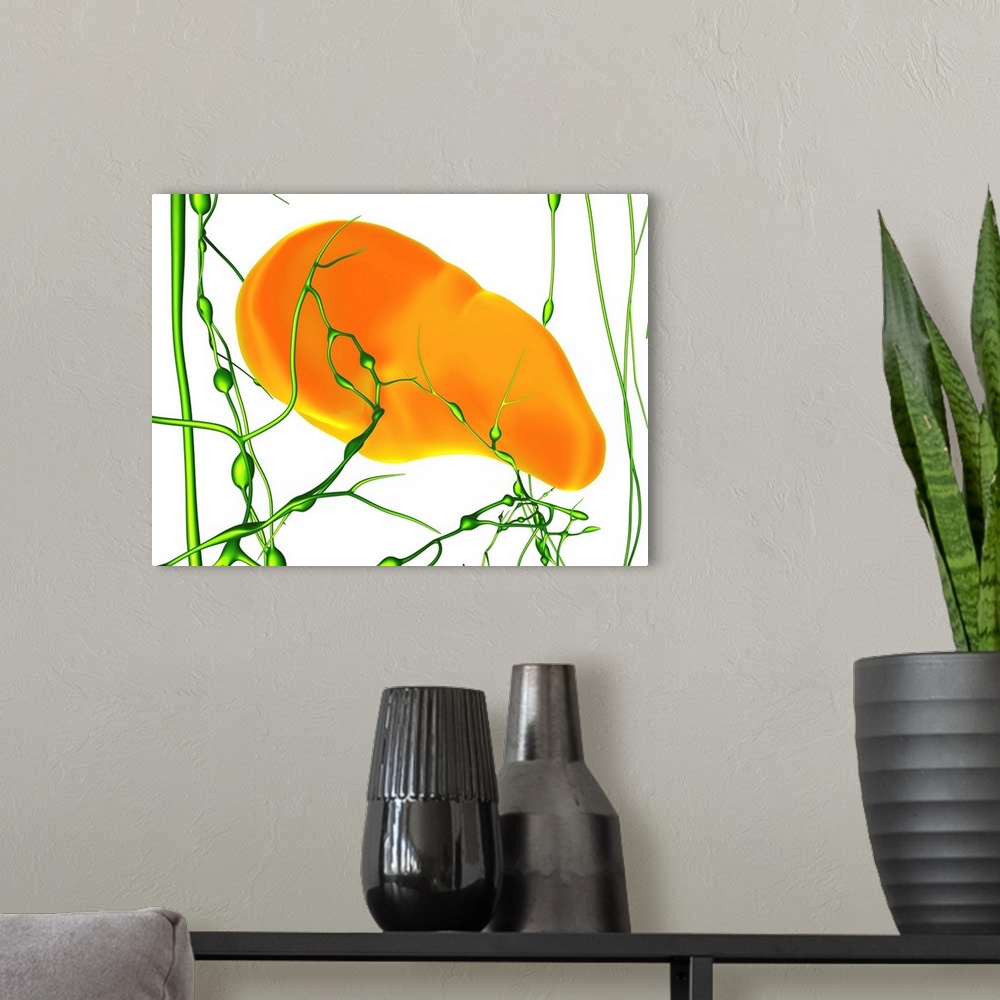 A modern room featuring Spleen and lymphatic network, computer artwork. Shown are the spleen (orange) and the surrounding...