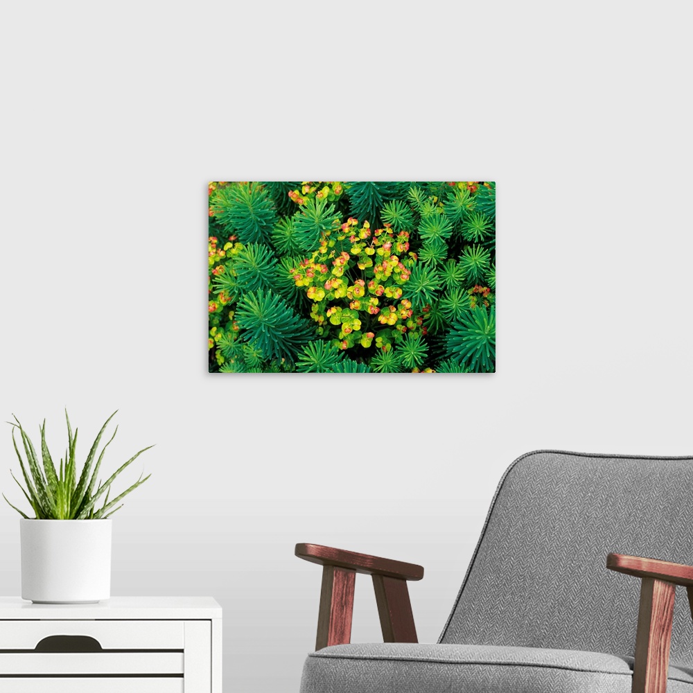 A modern room featuring Spurge (Euphorbia sp.) flowers. This is a succulent plant.