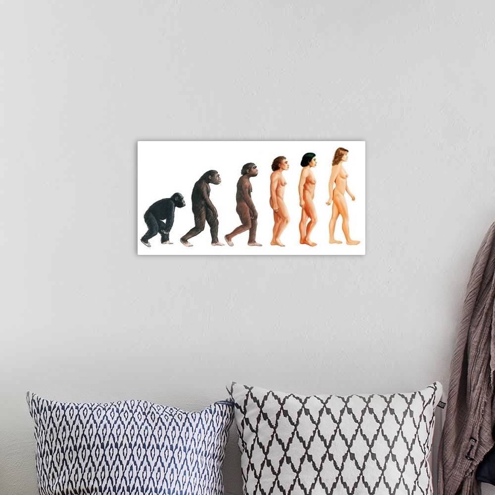 A bohemian room featuring Human evolution. Artwork of female apes and humans showing some of the stages in human evolution....