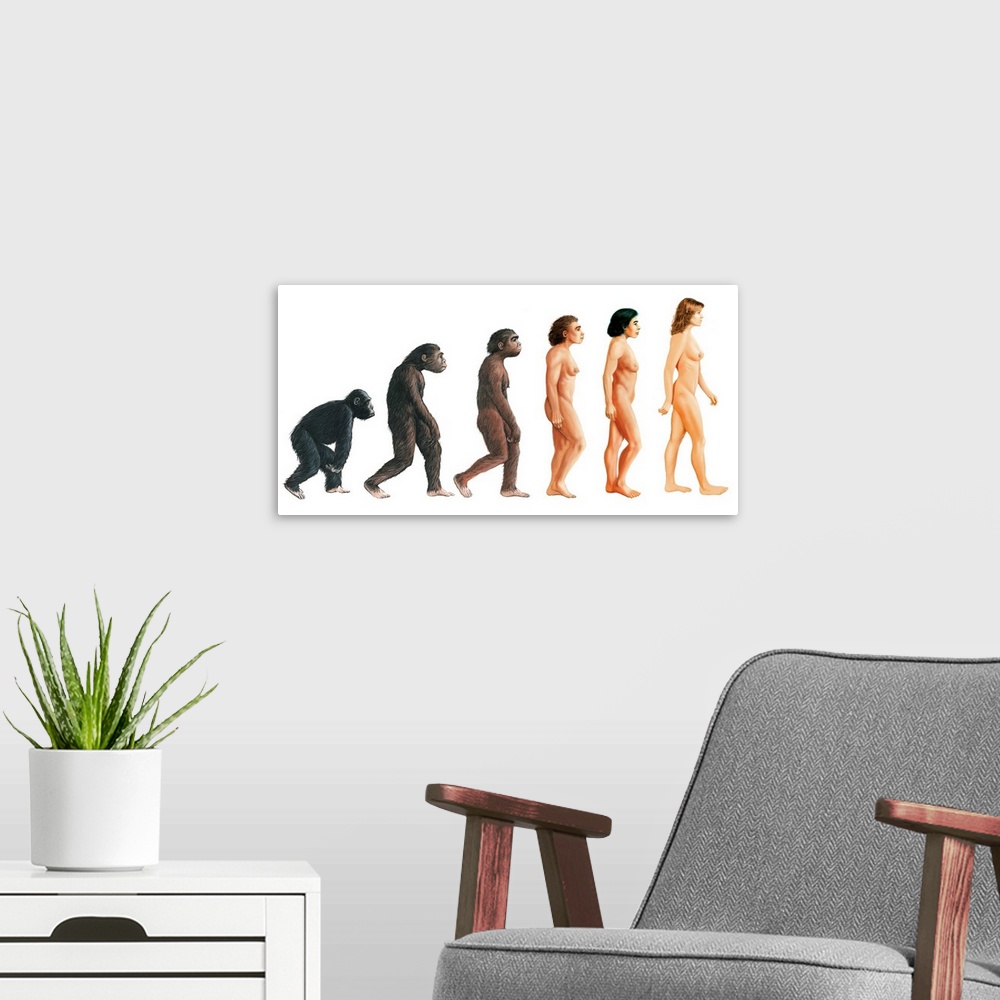 A modern room featuring Human evolution. Artwork of female apes and humans showing some of the stages in human evolution....