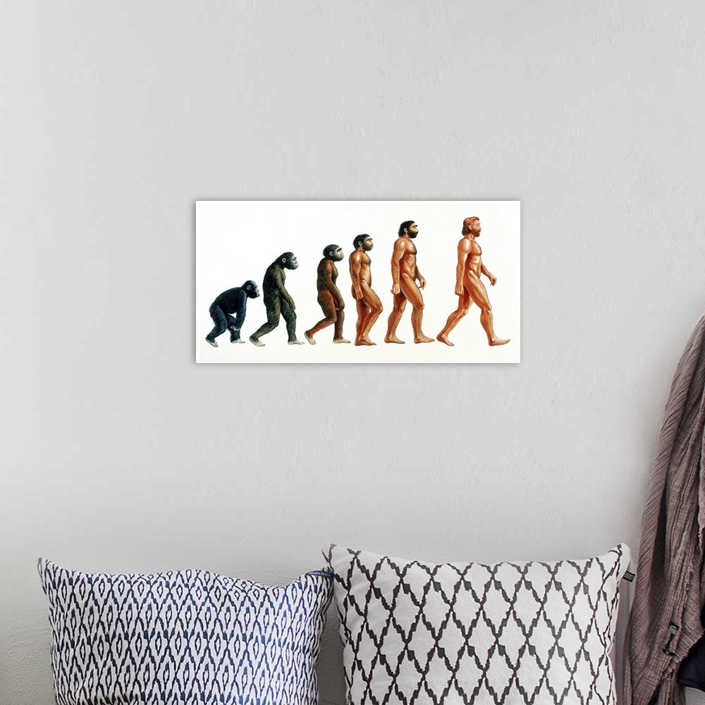 A bohemian room featuring Human evolution. Illustration showing stages in the evolution of humans. At left, proconsul (23-1...