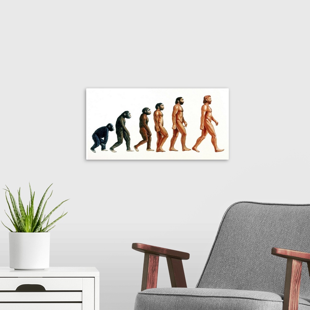 A modern room featuring Human evolution. Illustration showing stages in the evolution of humans. At left, proconsul (23-1...