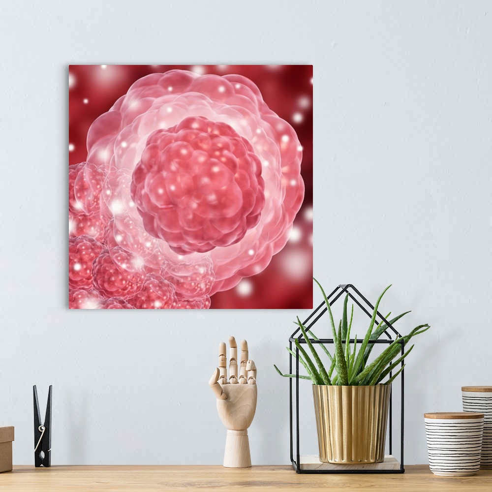A bohemian room featuring Stem cell, conceptual artwork. Development stages of a stem cell are at centre, with a clump of s...