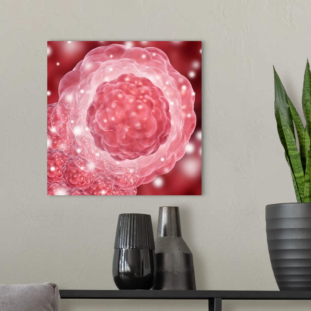 A modern room featuring Stem cell, conceptual artwork. Development stages of a stem cell are at centre, with a clump of s...