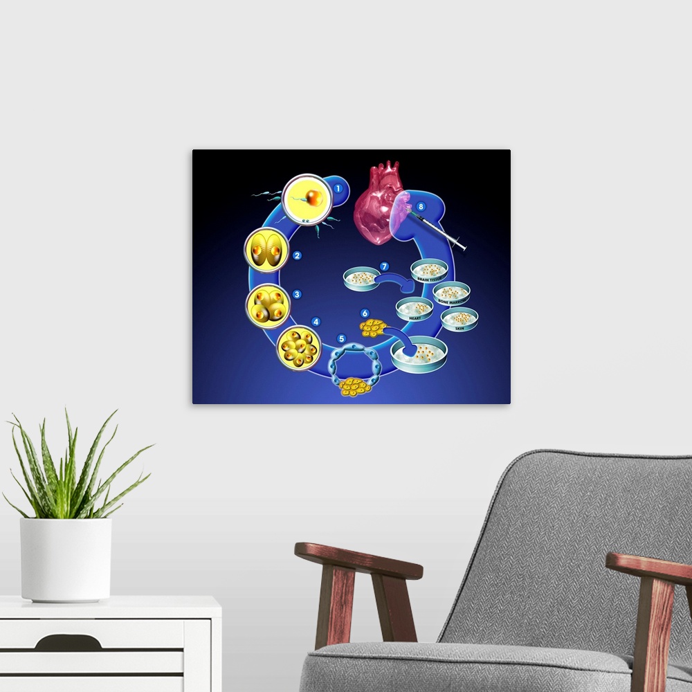 A modern room featuring Stem cell research. Computer artwork of the stages (anticlockwise from upper left) involved in st...