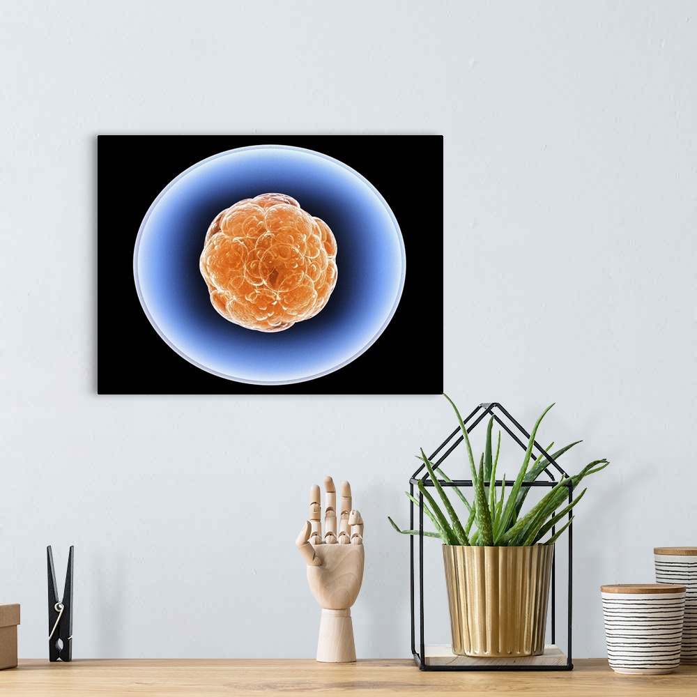 A bohemian room featuring Stem cells, computer artwork. A stem cell is an undifferentiated cell that can produce other type...