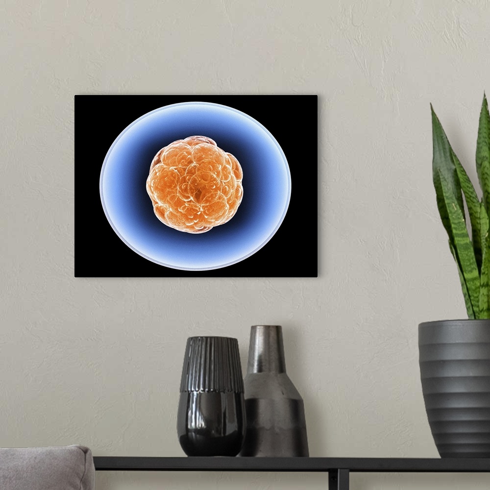 A modern room featuring Stem cells, computer artwork. A stem cell is an undifferentiated cell that can produce other type...