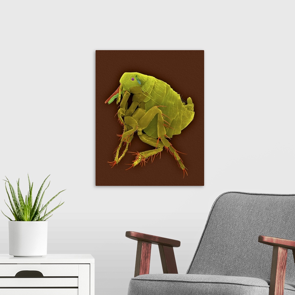 A modern room featuring Coloured scanning electron micrograph (SEM) of Sticktight or hen flea (Echidnophaga gallinacea). ...
