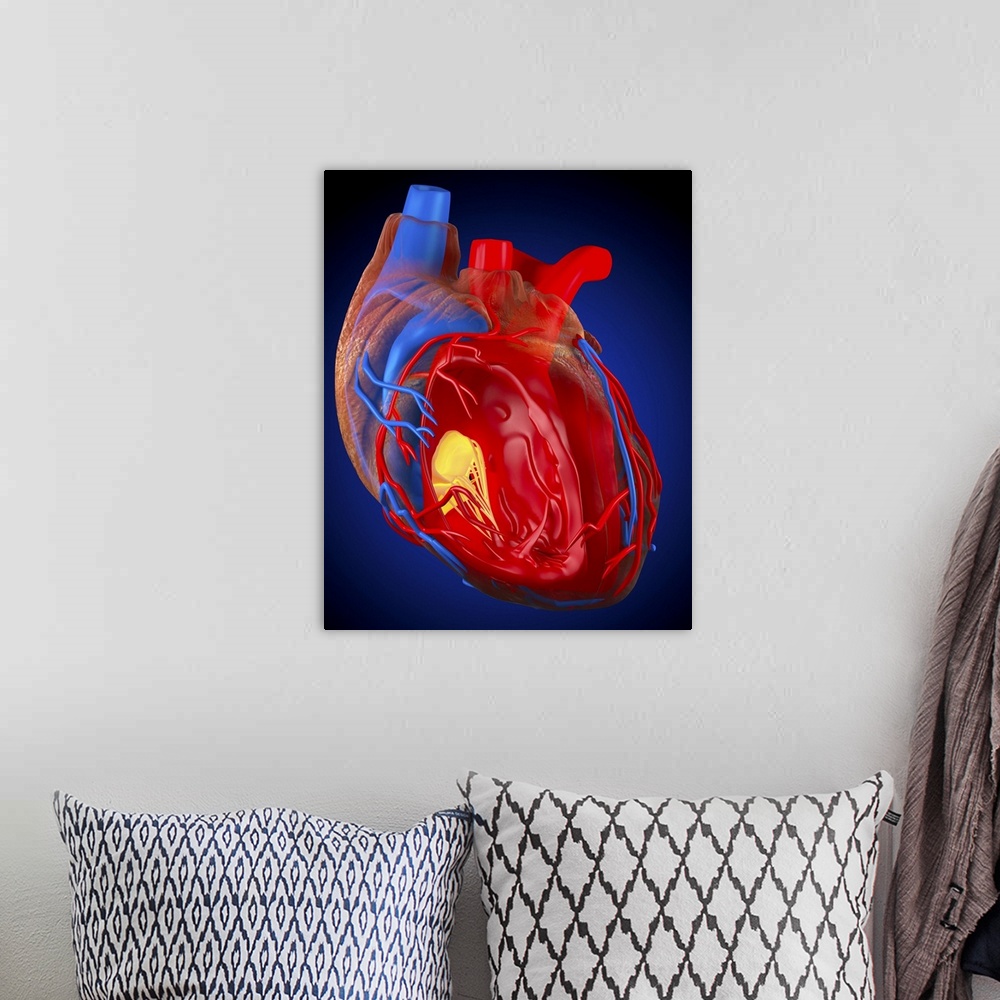 A bohemian room featuring Structure of a human heart. Computer artwork of a heart with the right ventricle (second chamber)...