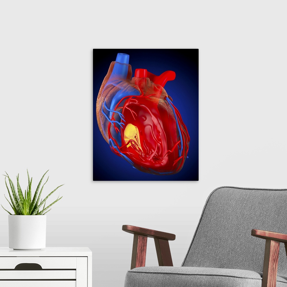 A modern room featuring Structure of a human heart. Computer artwork of a heart with the right ventricle (second chamber)...
