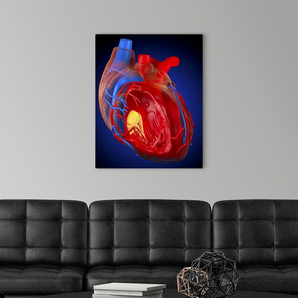 A modern room featuring Structure of a human heart. Computer artwork of a heart with the right ventricle (second chamber)...