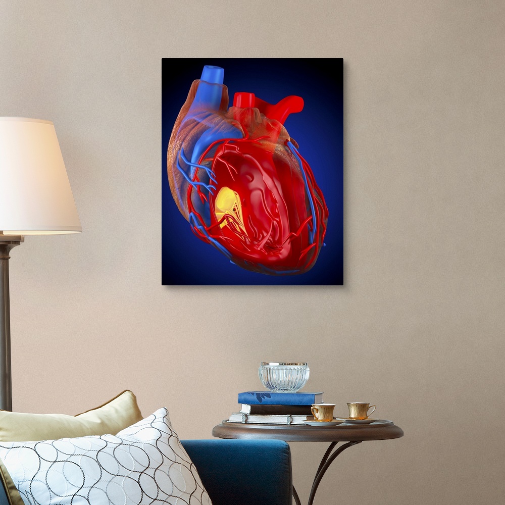 A traditional room featuring Structure of a human heart. Computer artwork of a heart with the right ventricle (second chamber)...