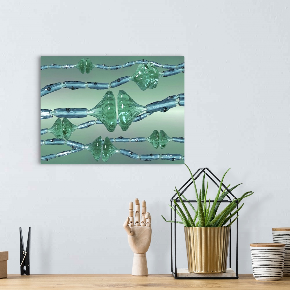A bohemian room featuring Synapses. Computer artwork of synapses, the junctions between the ends (green, swollen) of two ne...