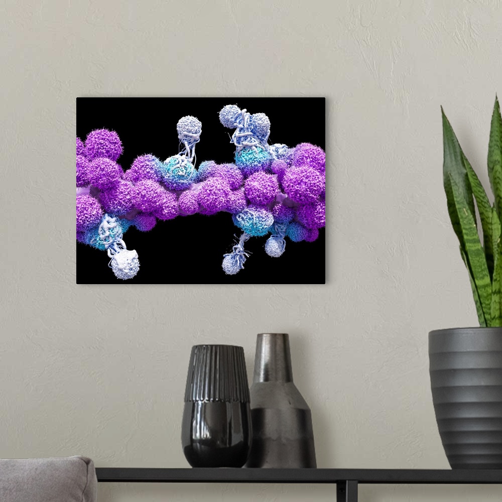 A modern room featuring T cells attacking cancer cells. 3D computer illustration of T lymphocyte white blood cells (white...
