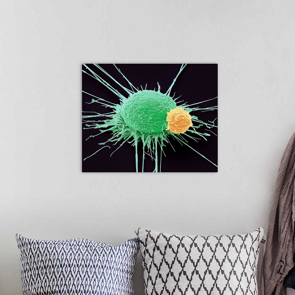 A bohemian room featuring T lymphocyte and prostate cancer cell. Coloured scanning electron micrograph (SEM) of a T lymphoc...