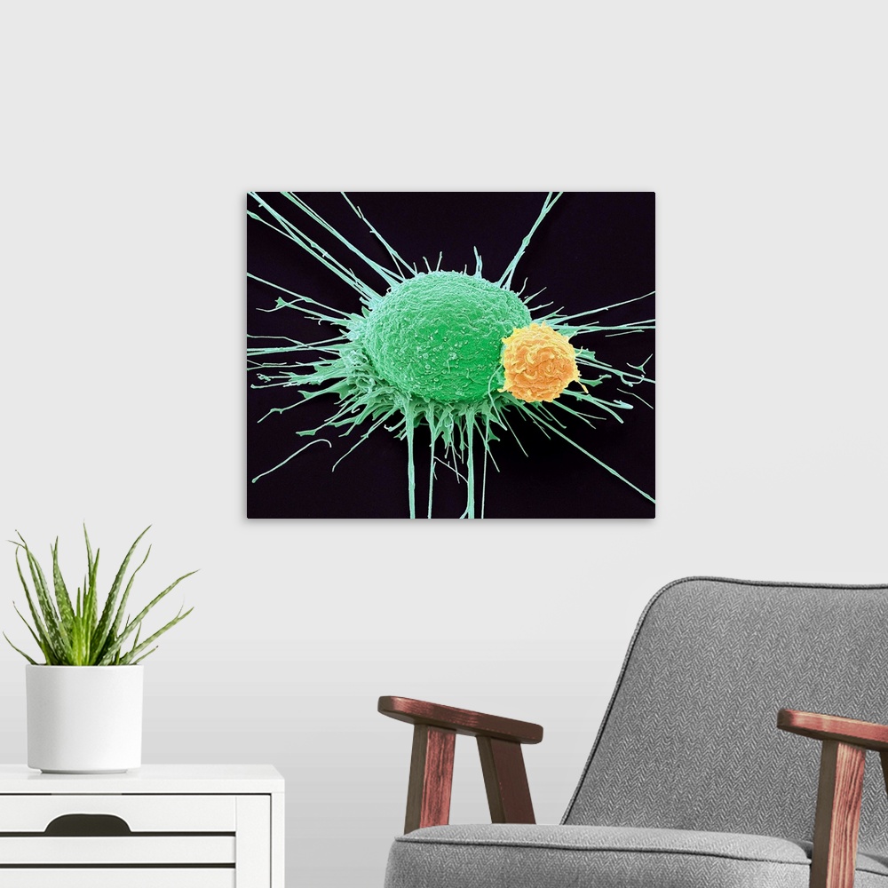 A modern room featuring T lymphocyte and prostate cancer cell. Coloured scanning electron micrograph (SEM) of a T lymphoc...