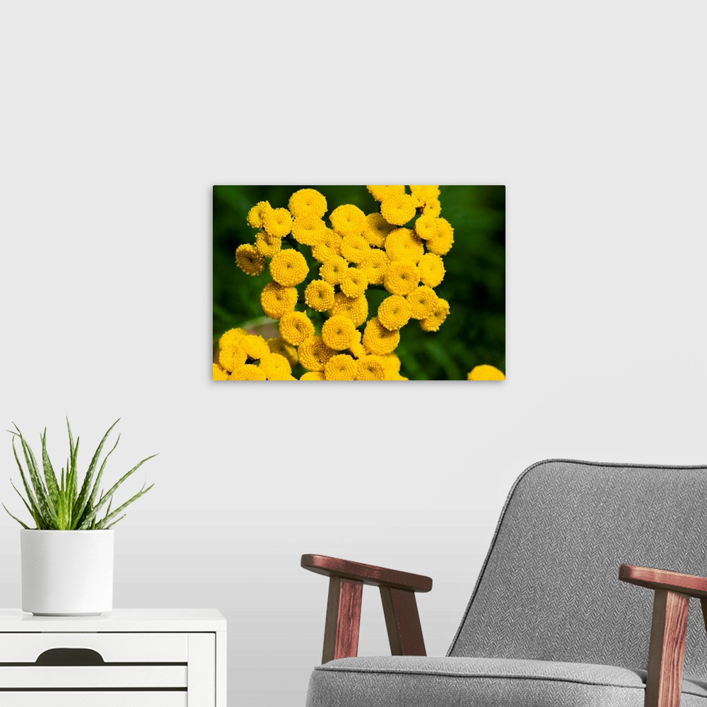 A modern room featuring Tansy flowers (Tanacetum vulgare). Each flower head (yellow) is made up of many individual disc f...