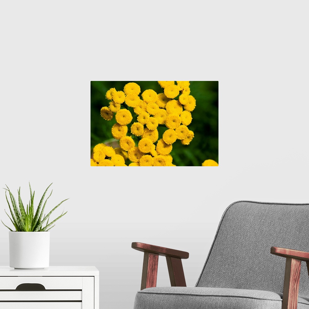 A modern room featuring Tansy flowers (Tanacetum vulgare). Each flower head (yellow) is made up of many individual disc f...