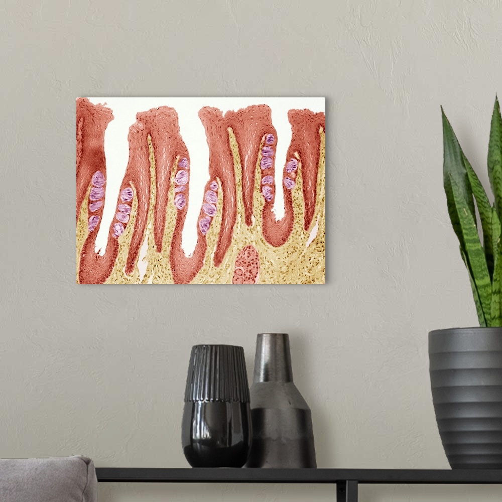 A modern room featuring Taste buds. Coloured light micrograph of a section through the tongue, showing taste buds (round,...