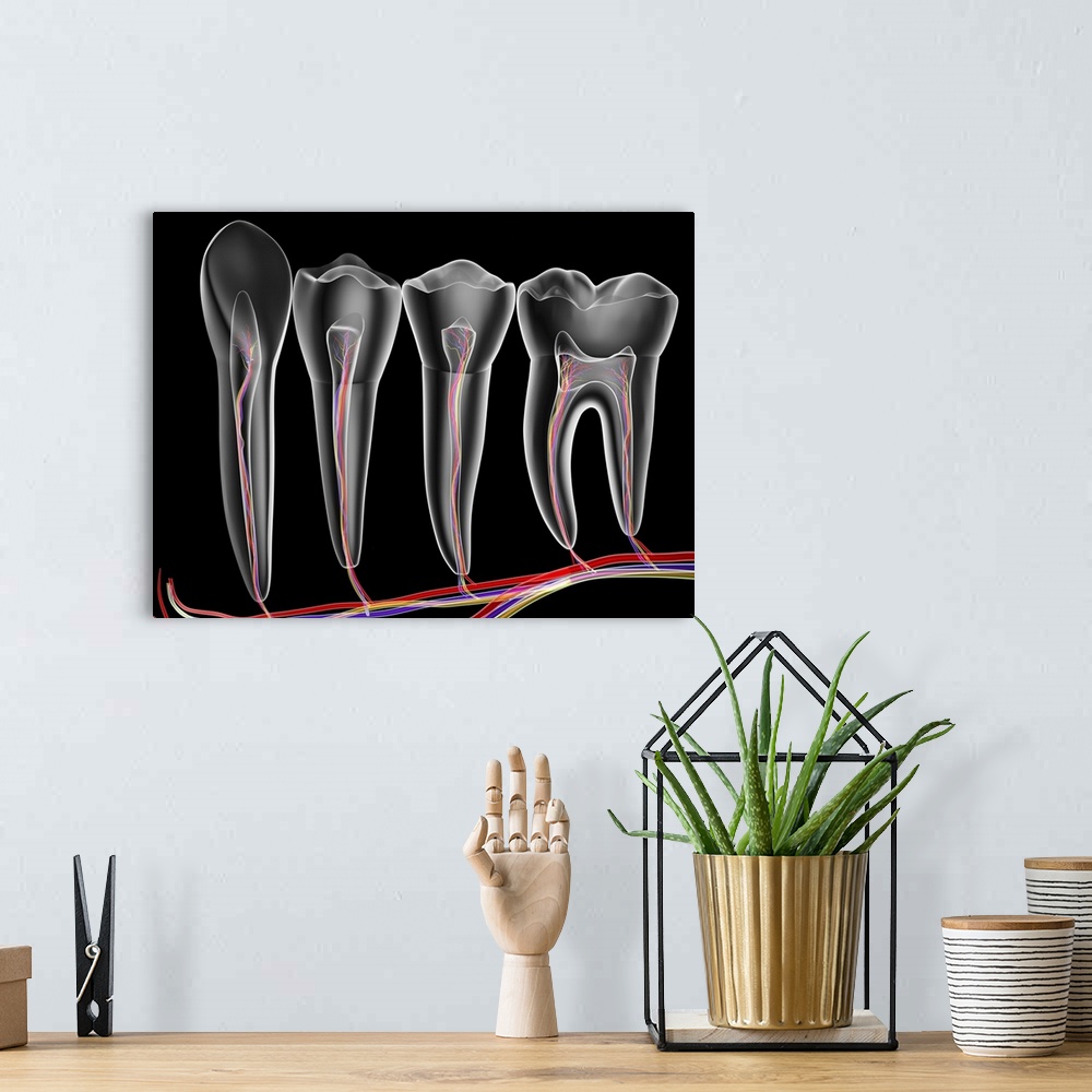 A bohemian room featuring Four adult teeth. Transparent cross sections with arteries (red), veins (purple) and nerves (gree...