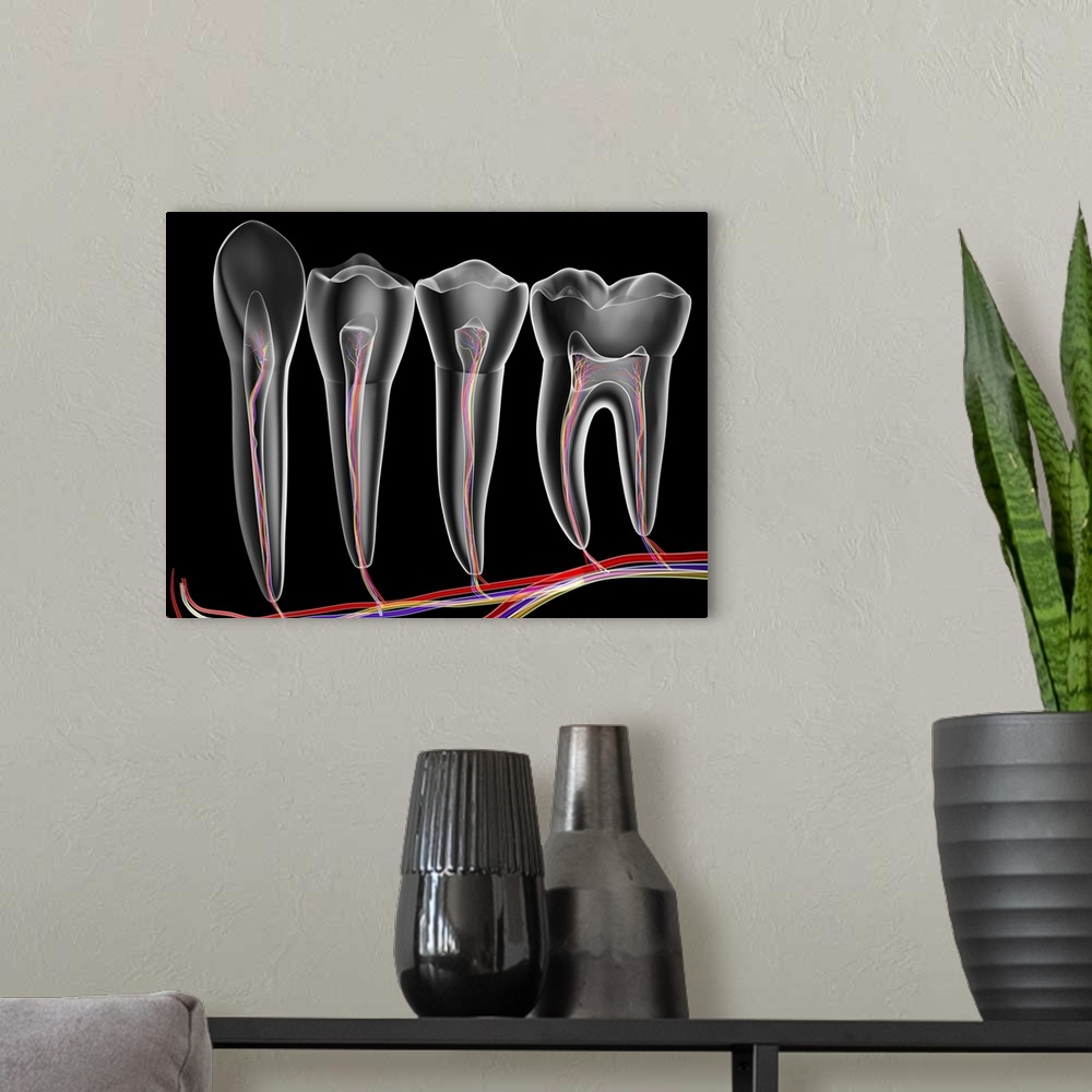 A modern room featuring Four adult teeth. Transparent cross sections with arteries (red), veins (purple) and nerves (gree...