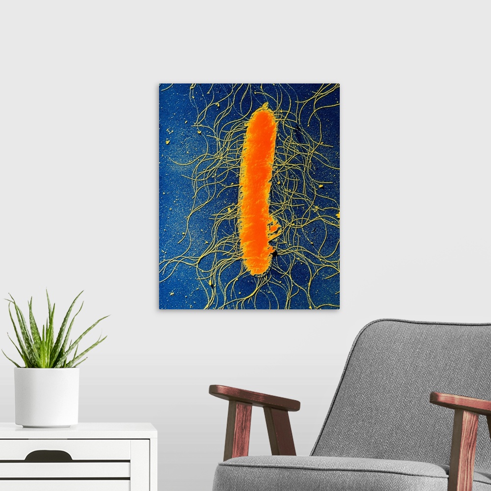 A modern room featuring False-colour transmission electron micrograph of the bacterium Proteus mirabilis. It is an entero...