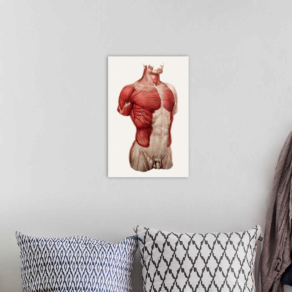 A bohemian room featuring Superficial thoracic and abdominal muscles, historical anatomical artwork. This ventral (front) v...