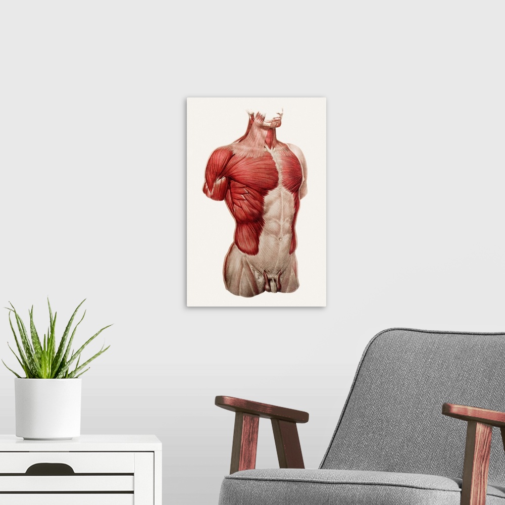 A modern room featuring Superficial thoracic and abdominal muscles, historical anatomical artwork. This ventral (front) v...