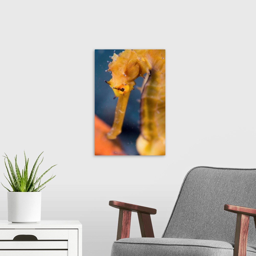 A modern room featuring Thorny seahorse. Close-up of a thorny seahorse (Hippocampus histrix). This seahorse inhabits seag...