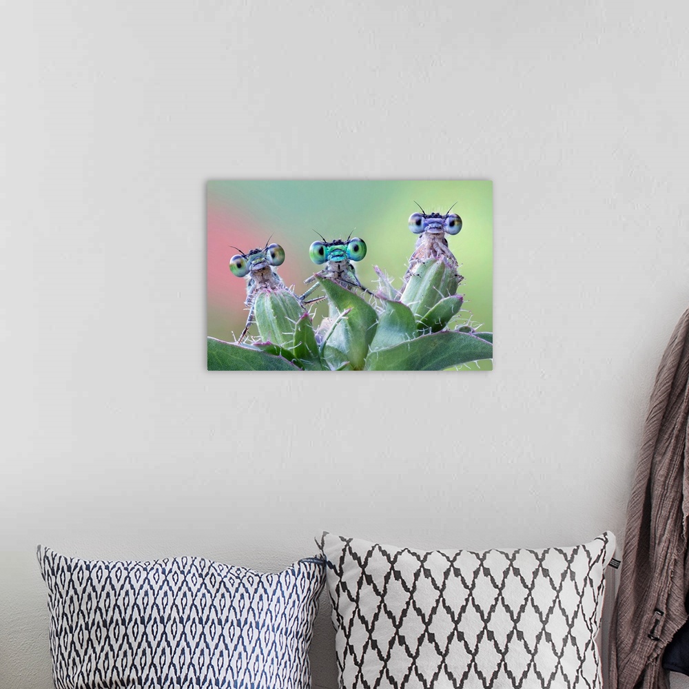 A bohemian room featuring Three damselflies on wild plant.