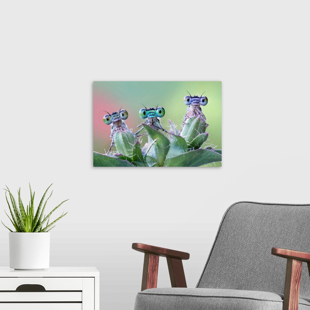 A modern room featuring Three damselflies on wild plant.