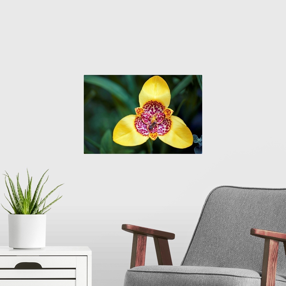 A modern room featuring Tiger flower (Tigridia pavonia). This plant is native to Mexico.