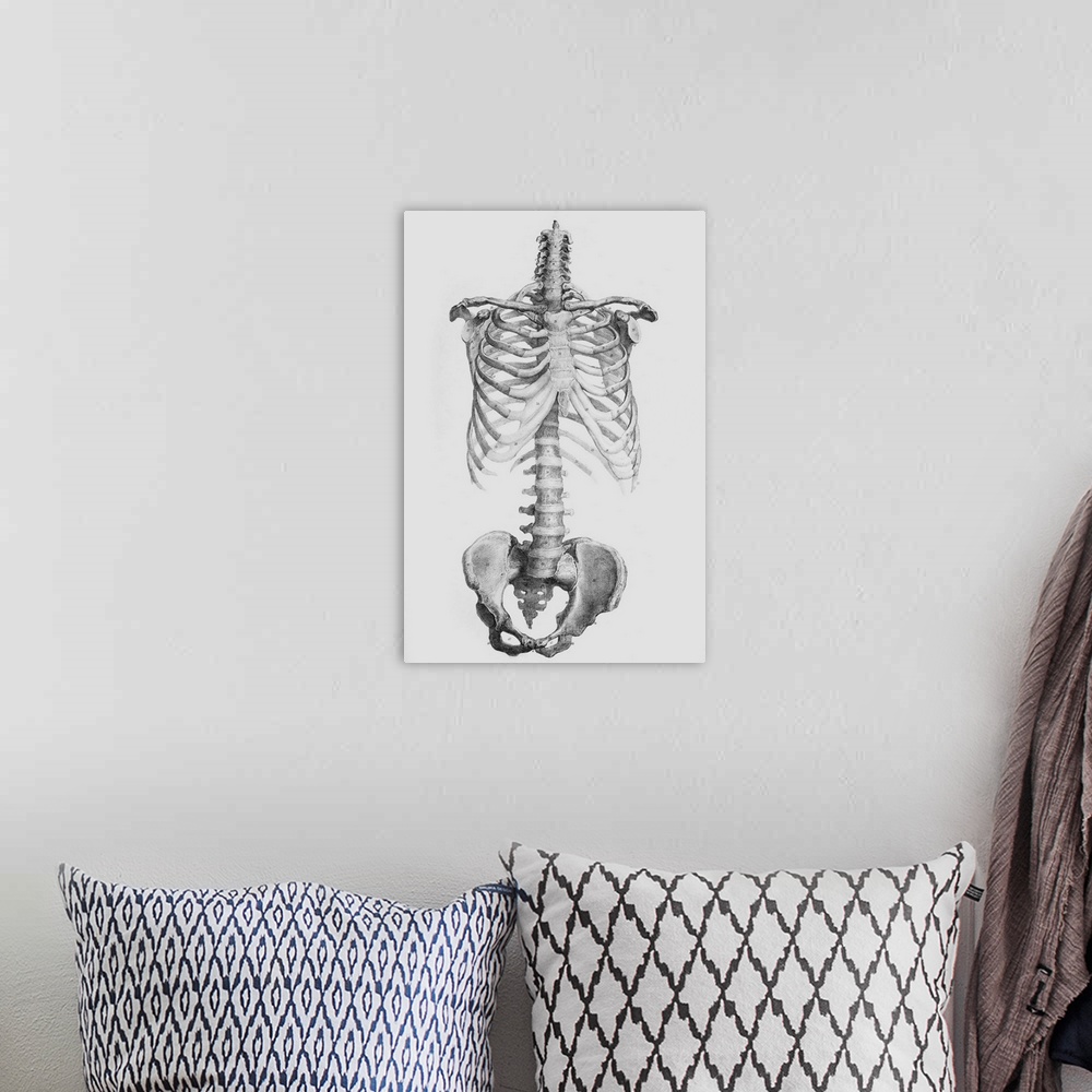 A bohemian room featuring Torso bones. Historical anatomical artwork of the bones of the human torso, seen from the front. ...