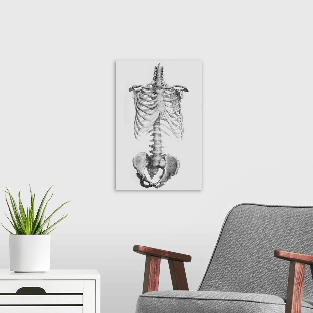 A modern room featuring Torso bones. Historical anatomical artwork of the bones of the human torso, seen from the front. ...