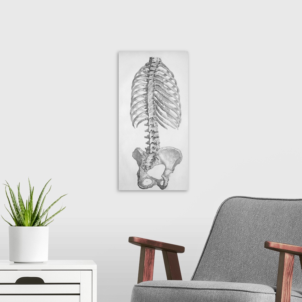 A modern room featuring Torso bones. Historical anatomical artwork of the bones of the human torso, seen from the rear. T...