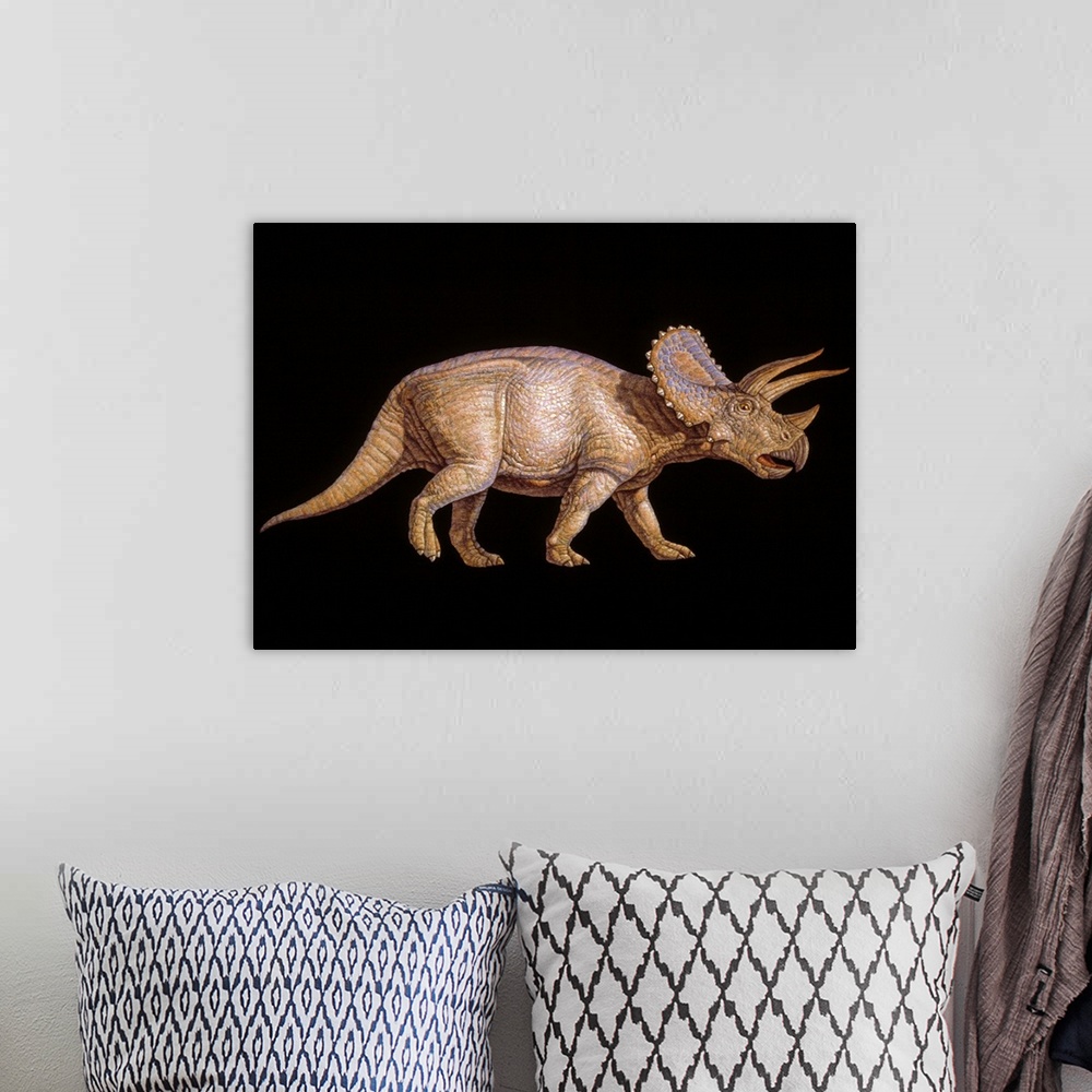 A bohemian room featuring Triceratops dinosaur. Artwork of the herbivorous Triceratops dinosaur that lived from 72-65 milli...