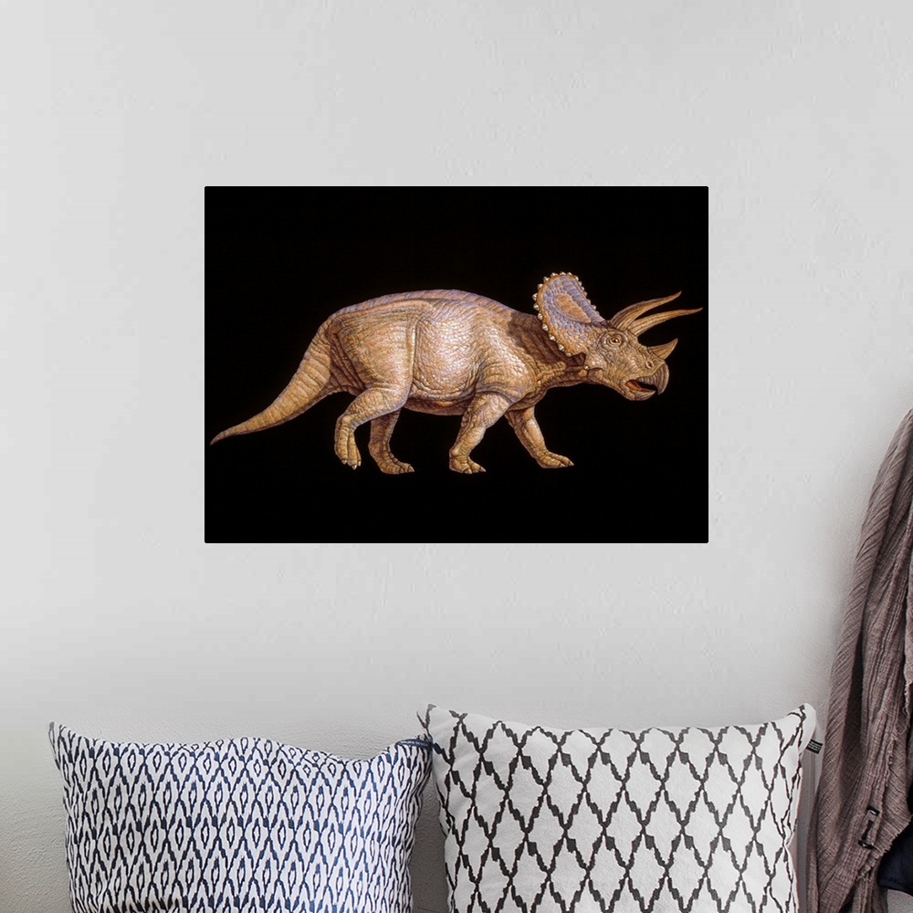 A bohemian room featuring Triceratops dinosaur. Artwork of the herbivorous Triceratops dinosaur that lived from 72-65 milli...