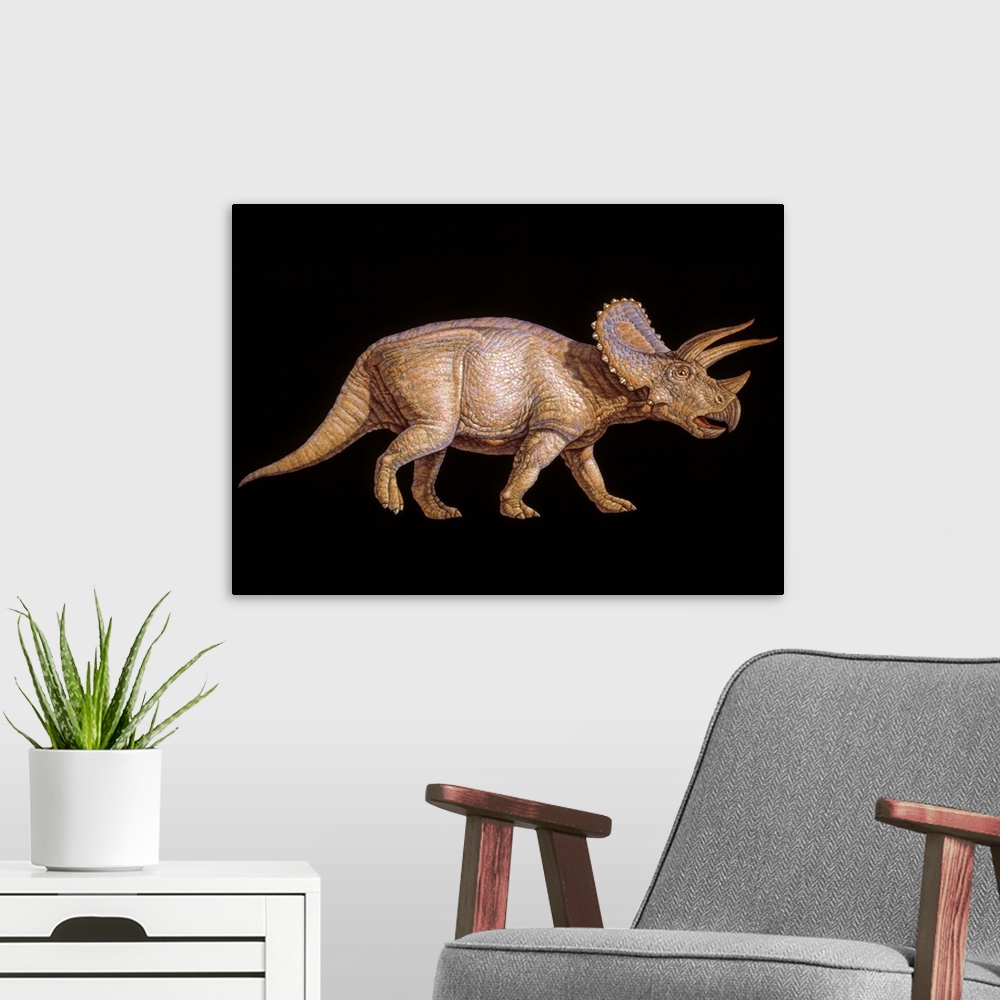 A modern room featuring Triceratops dinosaur. Artwork of the herbivorous Triceratops dinosaur that lived from 72-65 milli...