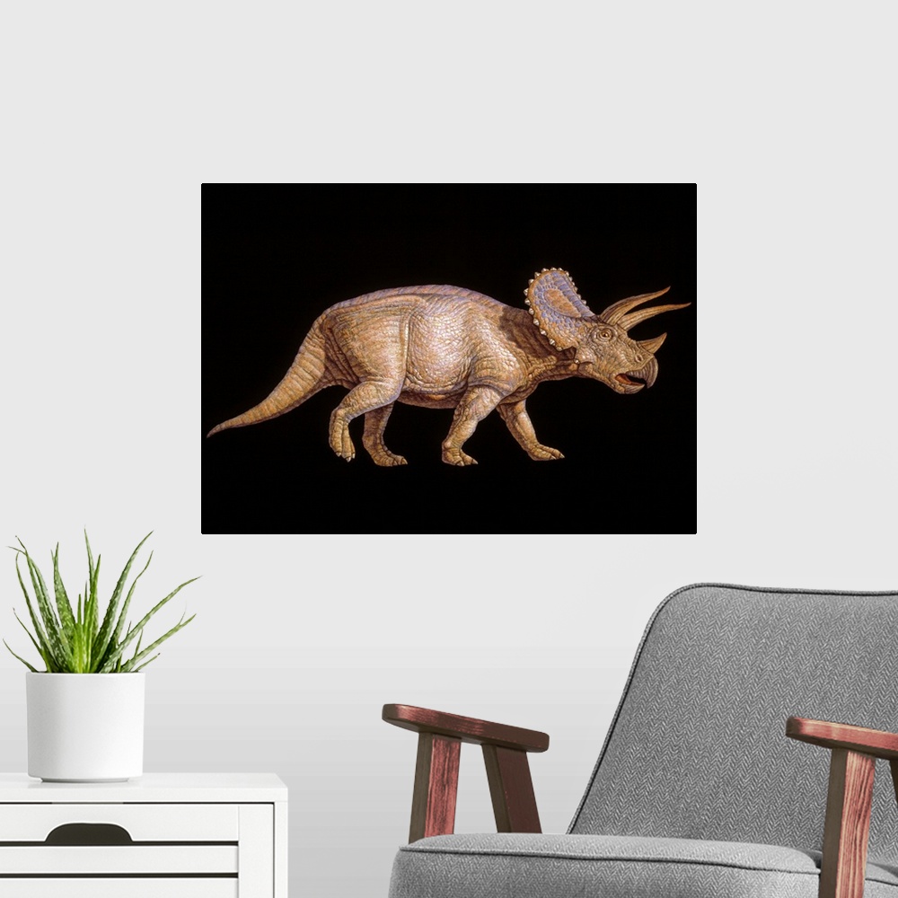 A modern room featuring Triceratops dinosaur. Artwork of the herbivorous Triceratops dinosaur that lived from 72-65 milli...