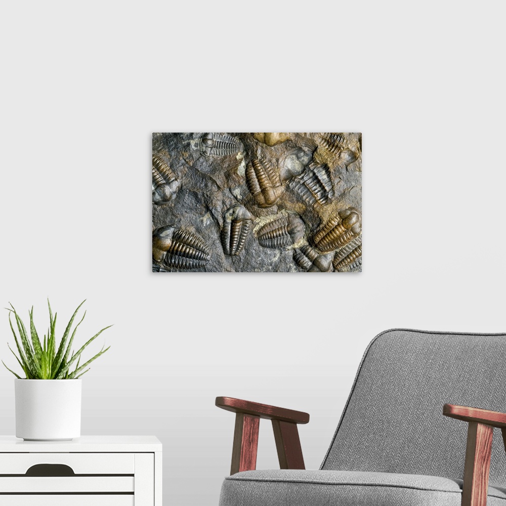 A modern room featuring Trilobite fossils. Rock containing a number of trilobite fossils (Ellipsocephalus hoffi) from the...