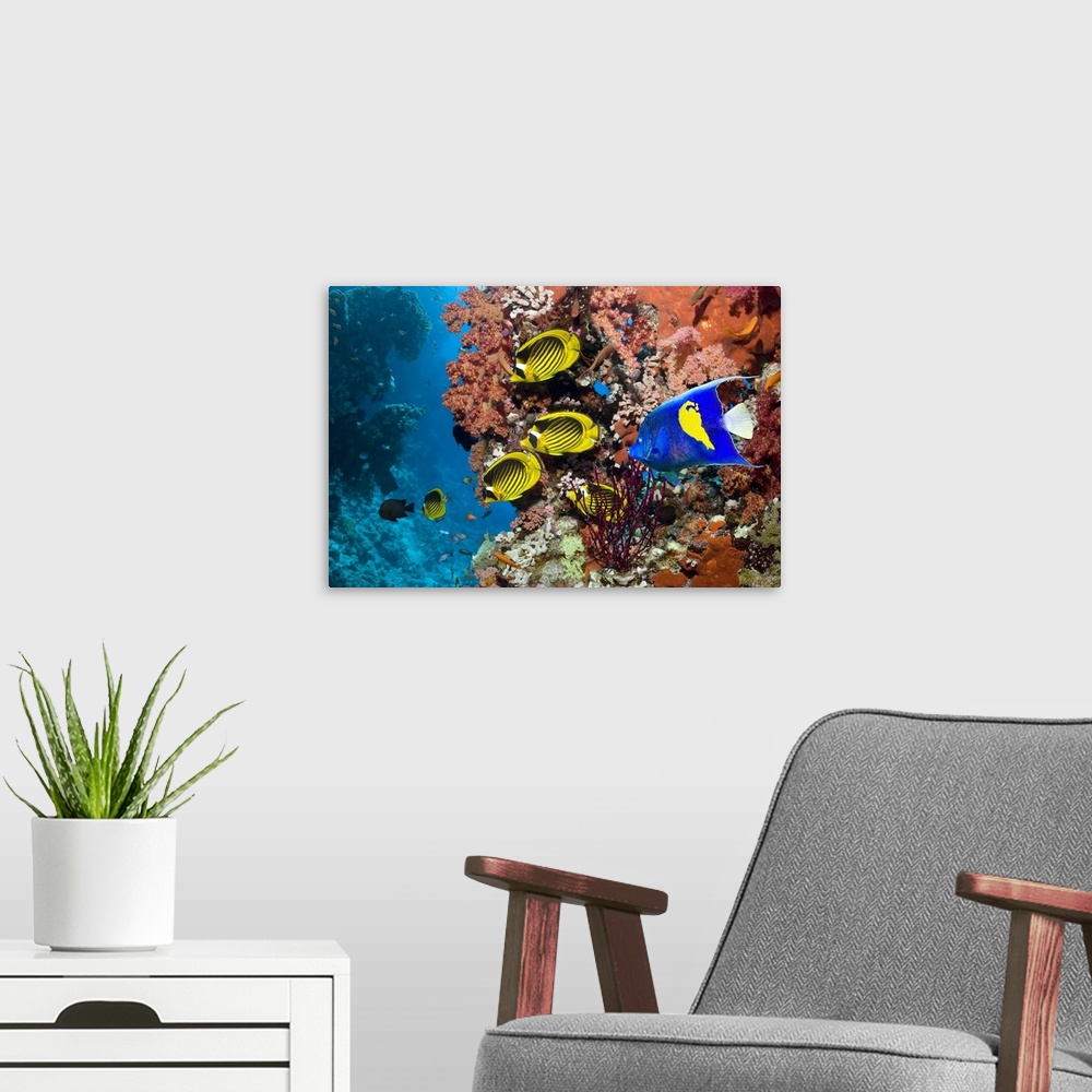 A modern room featuring Tropical reef fish. Yellowbar angelfish (Pomacanthus maculosus, blue), Red Sea raccoon butterflyf...