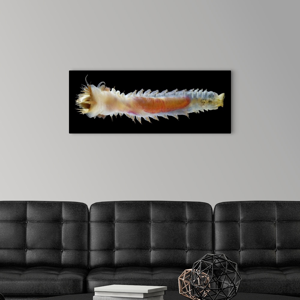 A modern room featuring Trumpet worm. Upper side of the marine annelid worm Pectinaria koreni, a type of fanworm. Fanworm...