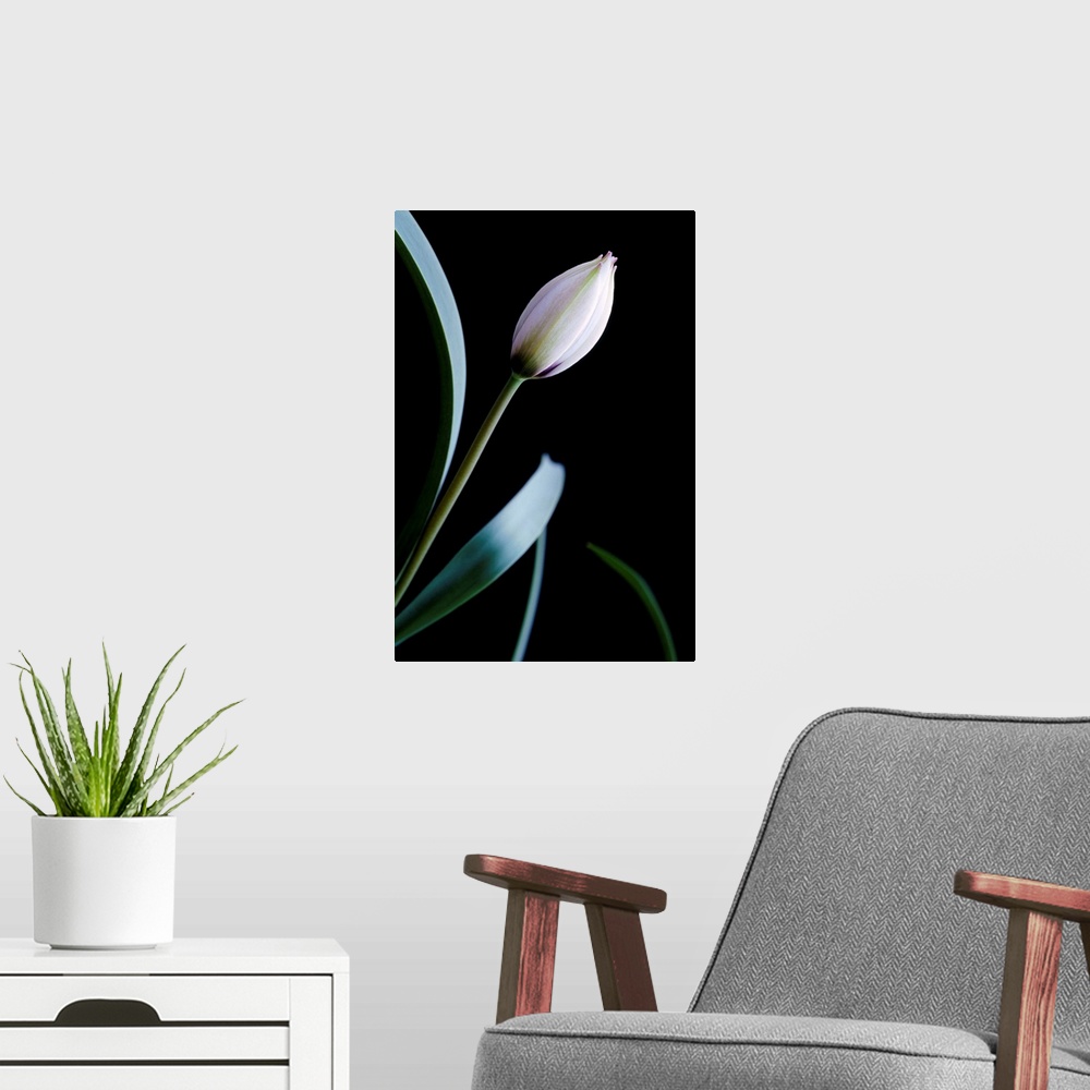 A modern room featuring Tulip (Tulipa humilis 'Alba Caerulea Oculata'). The flower is not yet open.