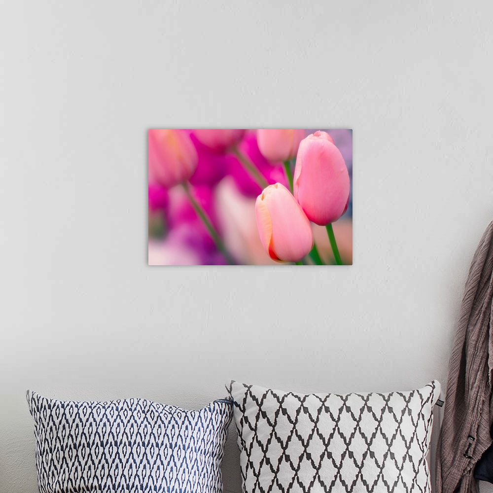 A bohemian room featuring Tulip flowers (Tulipa 'Tenderness').