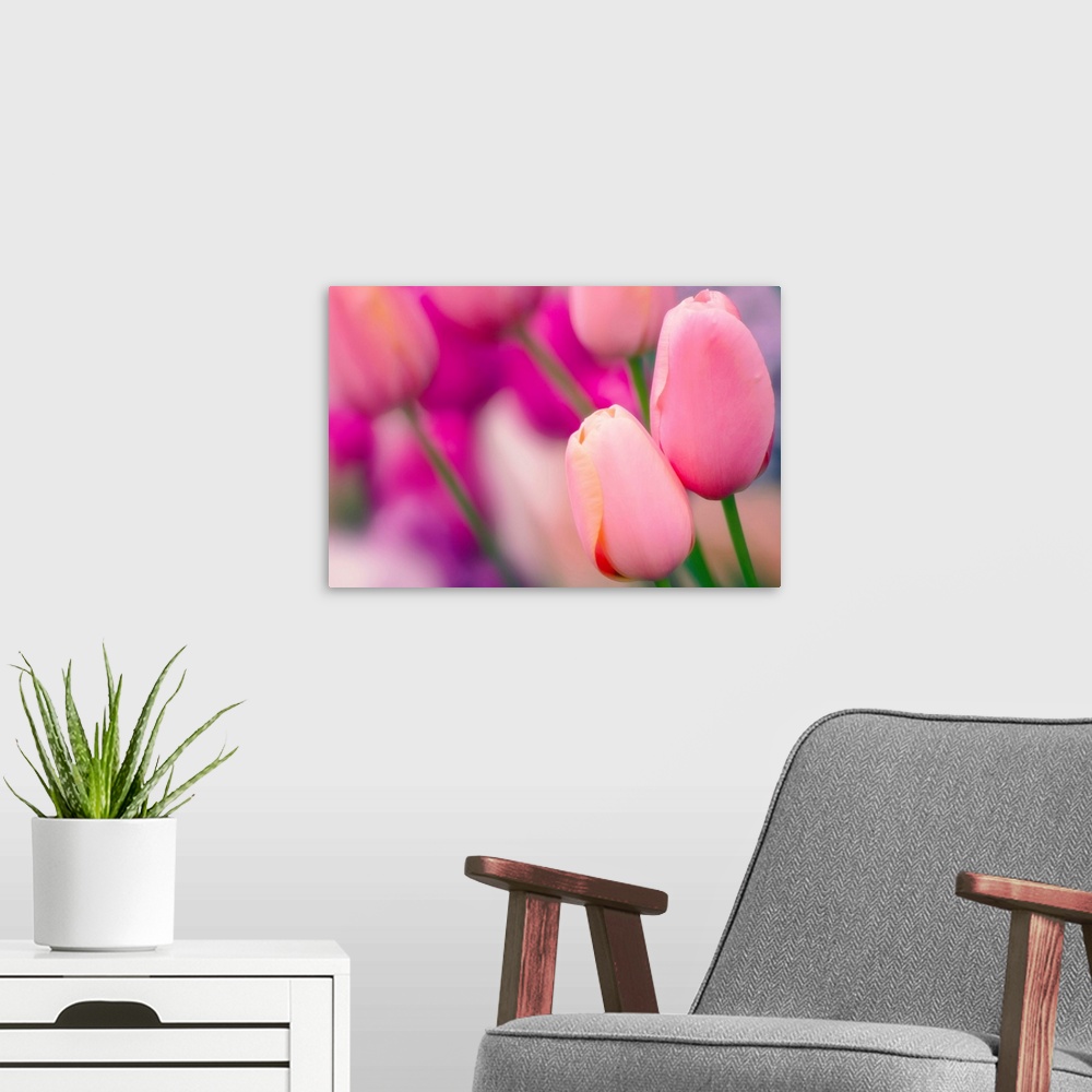 A modern room featuring Tulip flowers (Tulipa 'Tenderness').