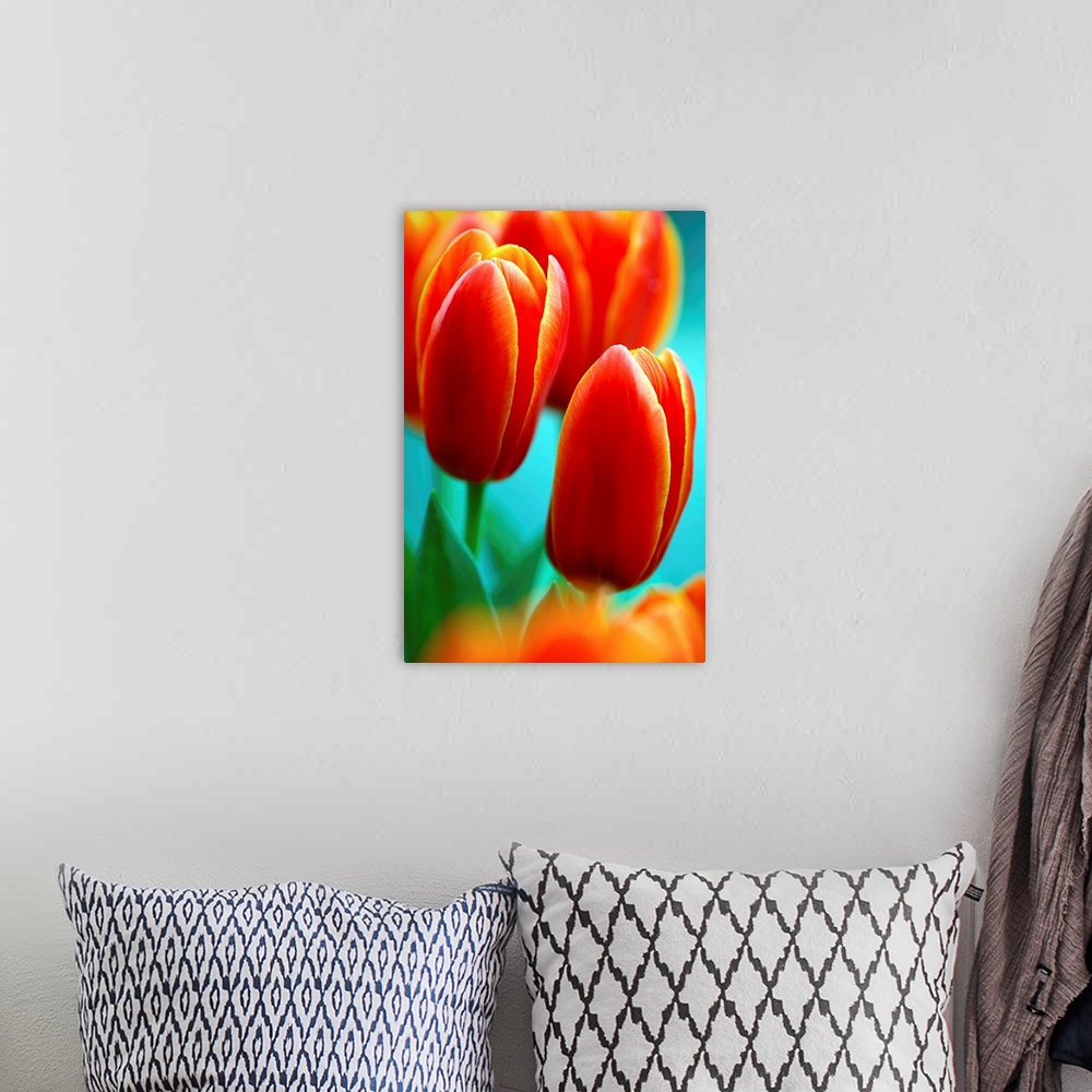 A bohemian room featuring Darwin hybrid tulip flowers (Tulipa 'Apeldoorn Elite').