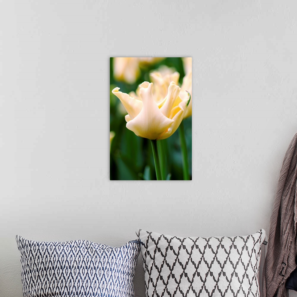 A bohemian room featuring Tulip (Tulipa 'Yellow Crown') in flower in the spring.